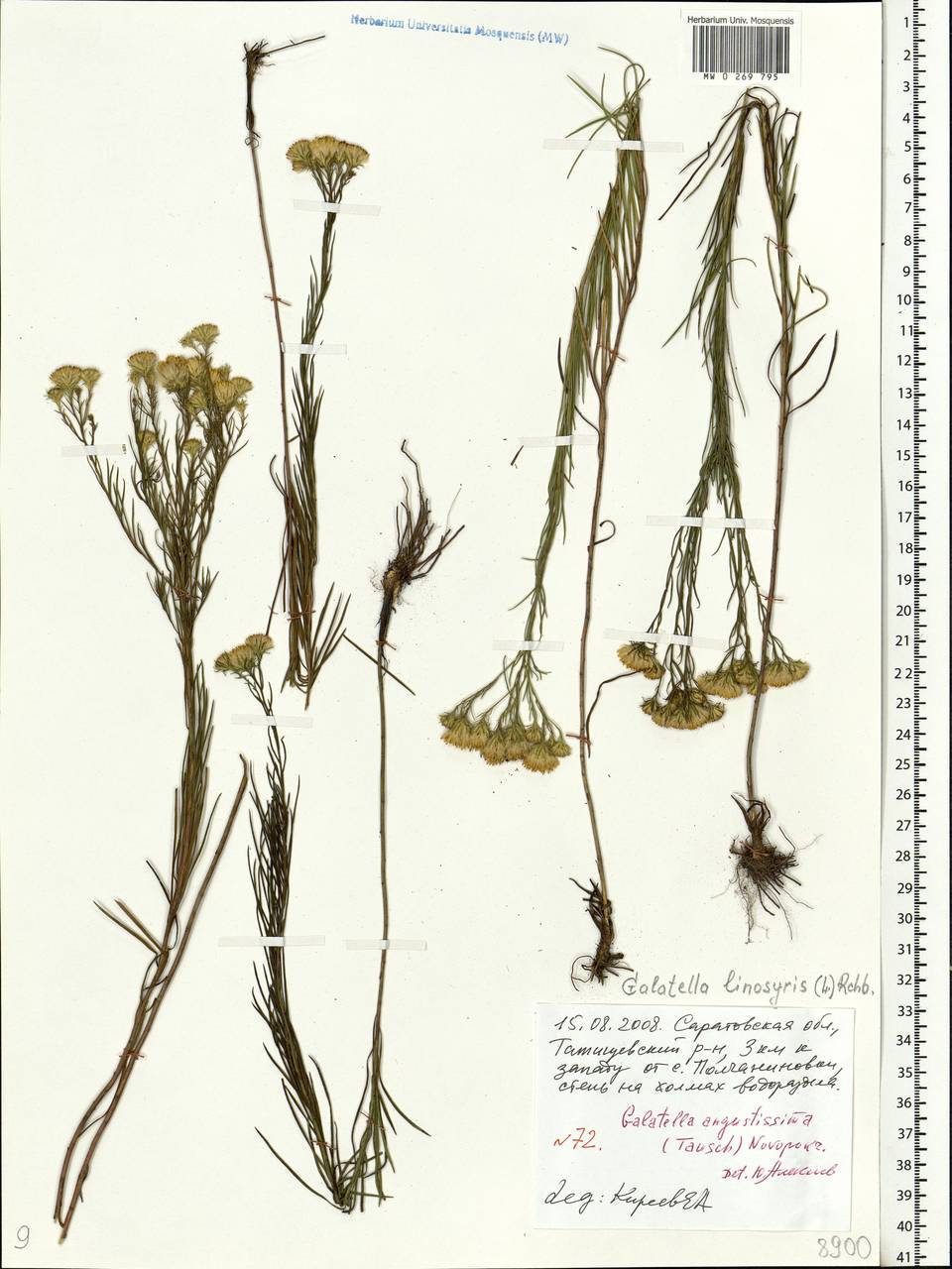Galatella linosyris (L.) Rchb. fil., Eastern Europe, Lower Volga region (E9) (Russia)