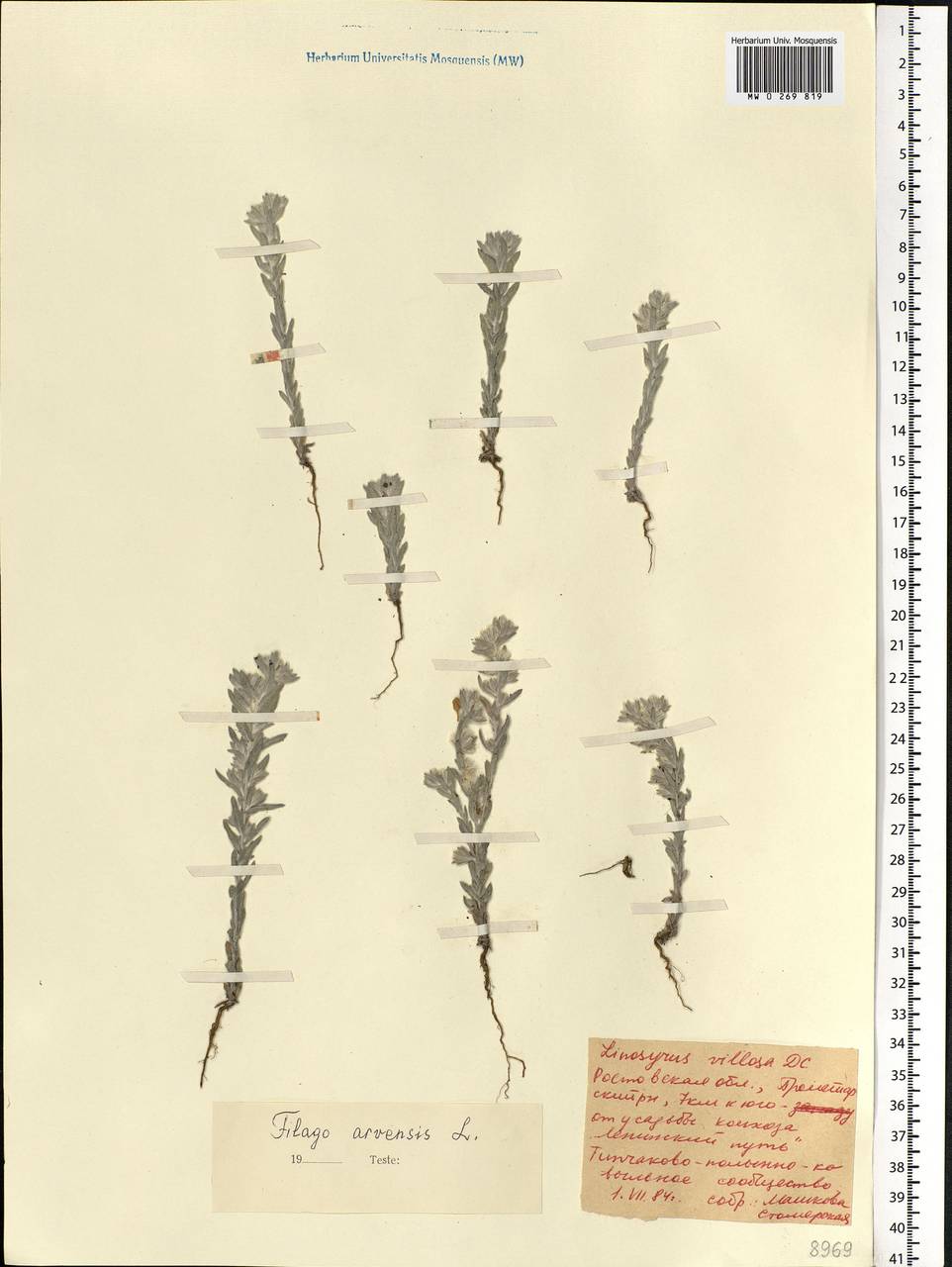 Filago arvensis L., Eastern Europe, Rostov Oblast (E12a) (Russia)