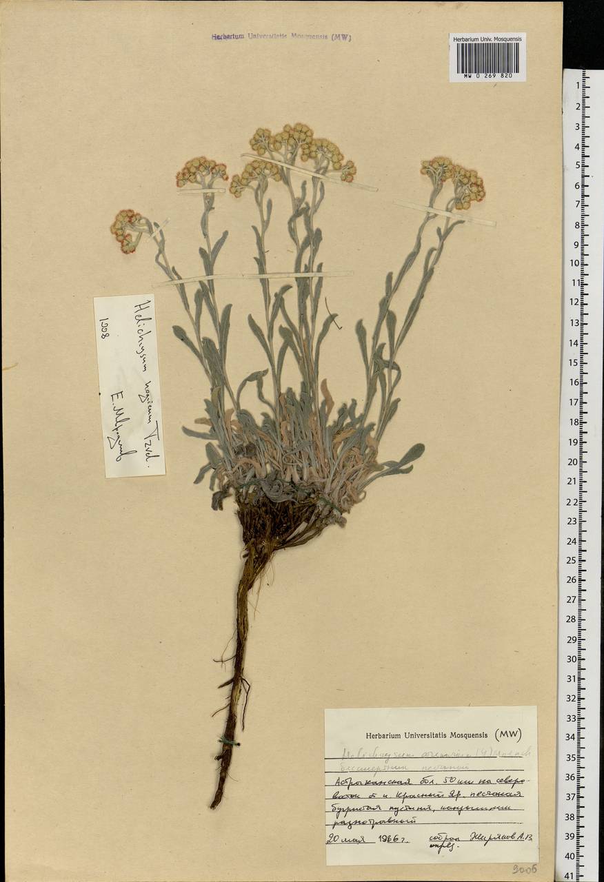 Helichrysum nogaicum Tzvelev, Eastern Europe, Lower Volga region (E9) (Russia)