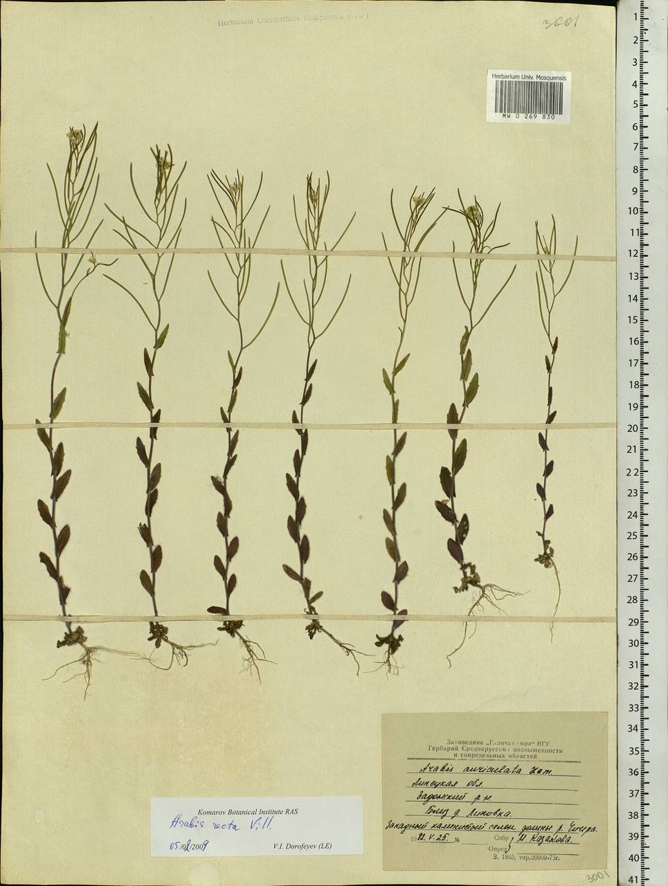 Arabis auriculata Lam., Eastern Europe, Central forest-and-steppe region (E6) (Russia)