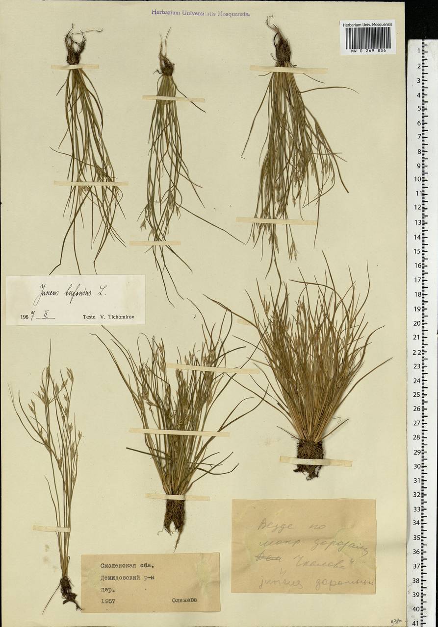 Juncus bufonius L., Eastern Europe, Western region (E3) (Russia)