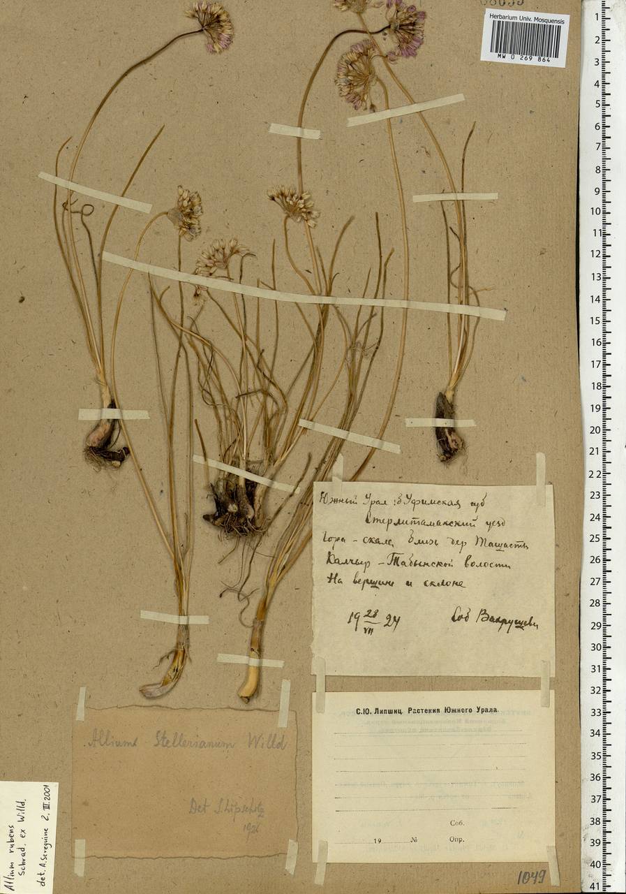 Allium rubens Spreng., Eastern Europe, Eastern region (E10) (Russia)