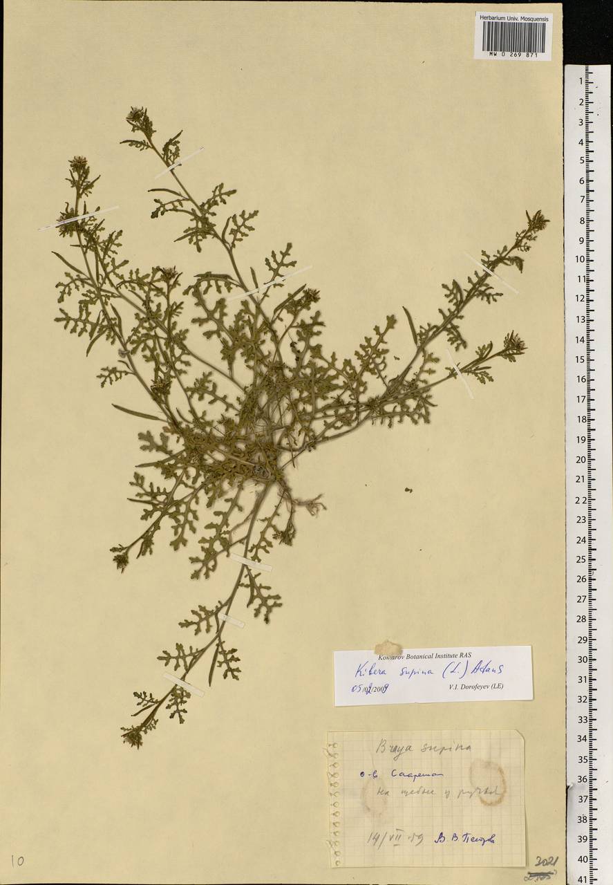 Erucastrum supinum (L.) Al-Shehbaz & Warwick, Eastern Europe, Estonia (E2c) (Estonia)