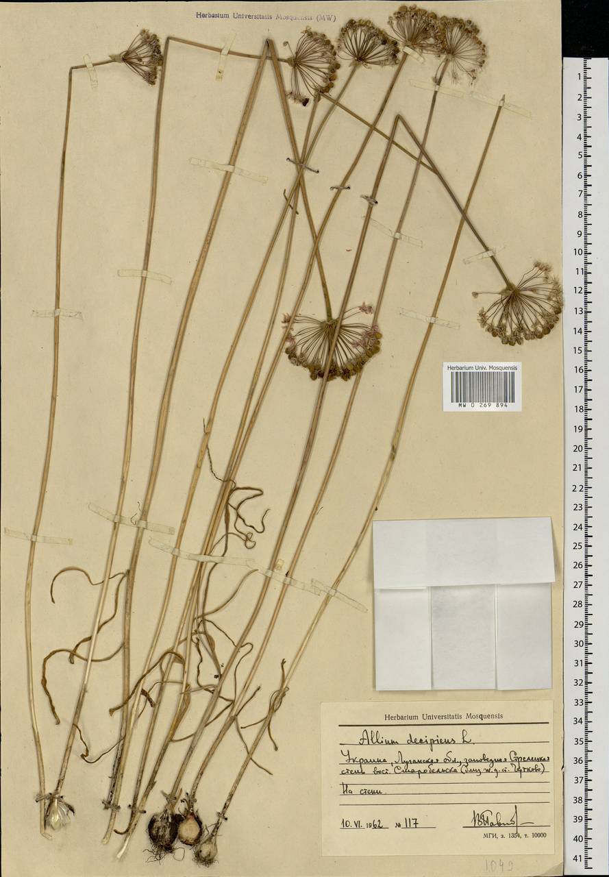Allium decipiens Fisch. ex Schult. & Schult.f., Eastern Europe, North Ukrainian region (E11) (Ukraine)