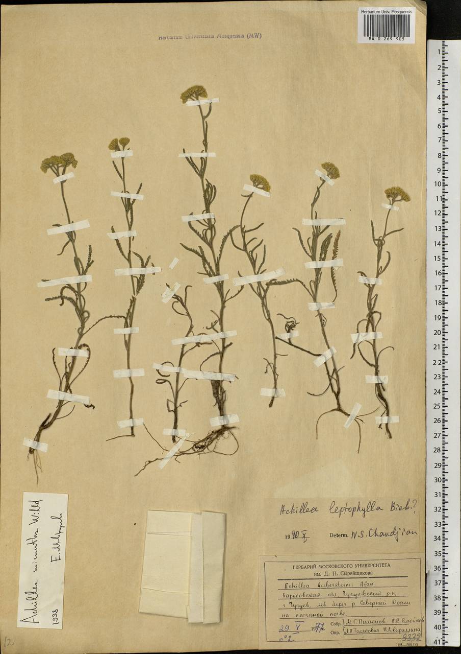 Achillea micrantha Willd., Eastern Europe, North Ukrainian region (E11) (Ukraine)