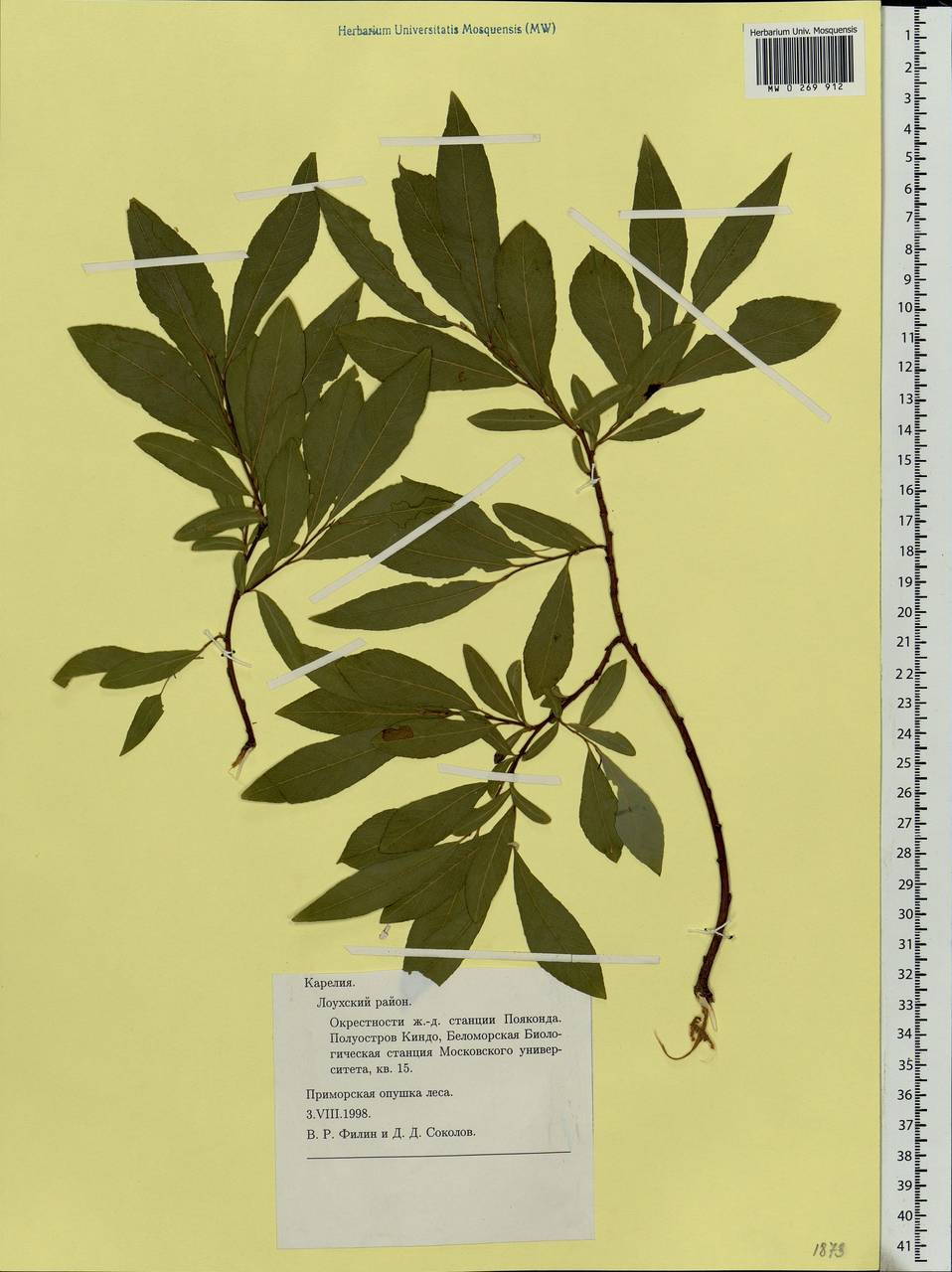 Salix myrsinifolia, Eastern Europe, Northern region (E1) (Russia)