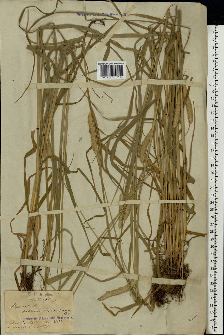 Alopecurus pratensis × arundinaceus, Eastern Europe, Latvia (E2b) (Latvia)