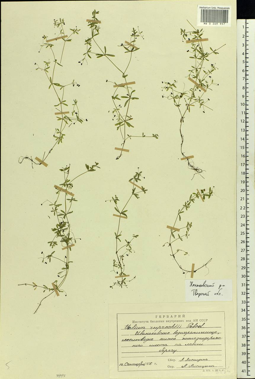 Galium trifidum L., Eastern Europe, North-Western region (E2) (Russia)