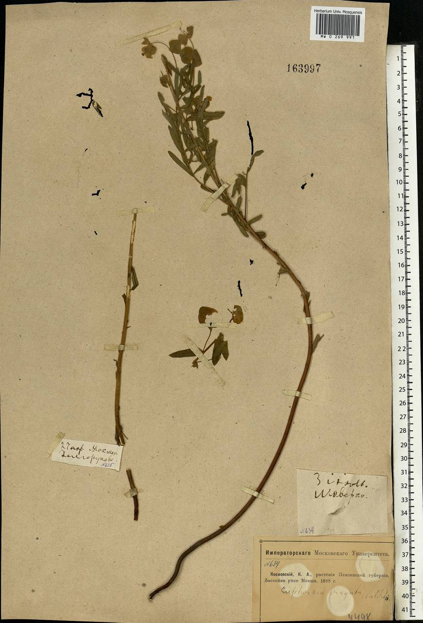 Euphorbia virgata Waldst. & Kit., Eastern Europe, Middle Volga region (E8) (Russia)