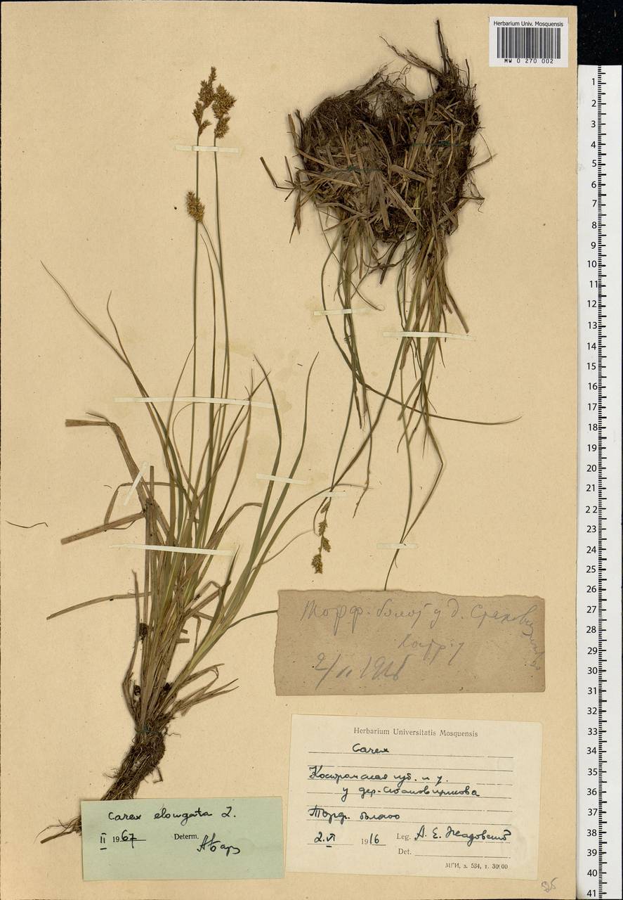 Carex elongata L., Eastern Europe, Central forest region (E5) (Russia)