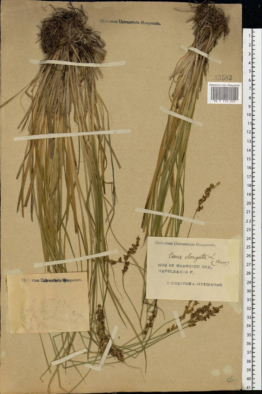 Carex elongata L., Eastern Europe, Central forest region (E5) (Russia)