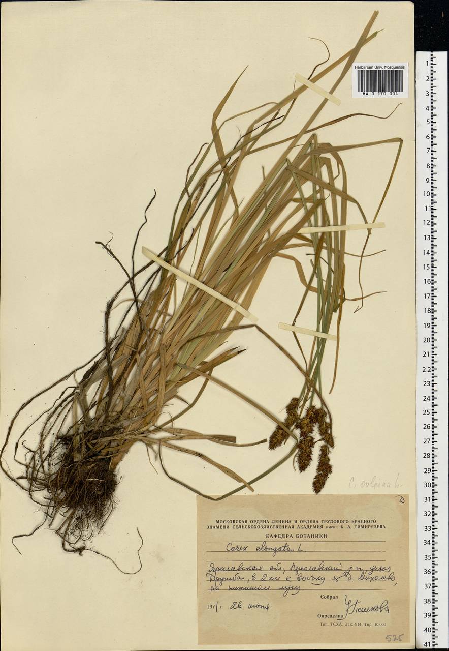 Carex elongata L., Eastern Europe, Central forest region (E5) (Russia)