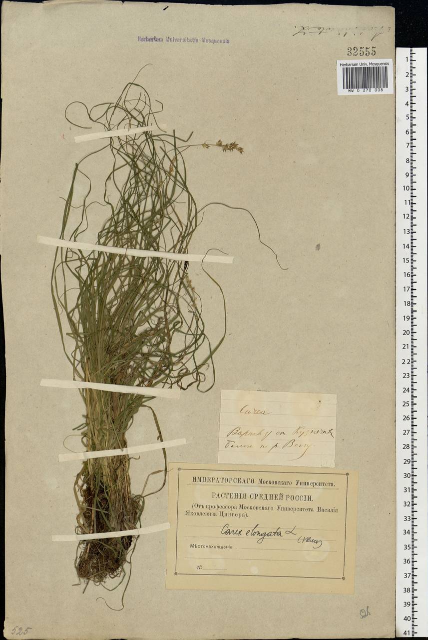 Carex elongata L., Eastern Europe, Volga-Kama region (E7) (Russia)