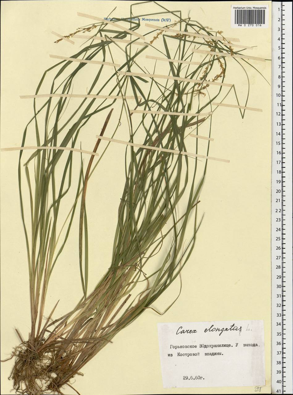 Carex elongata L., Eastern Europe, Central forest region (E5) (Russia)