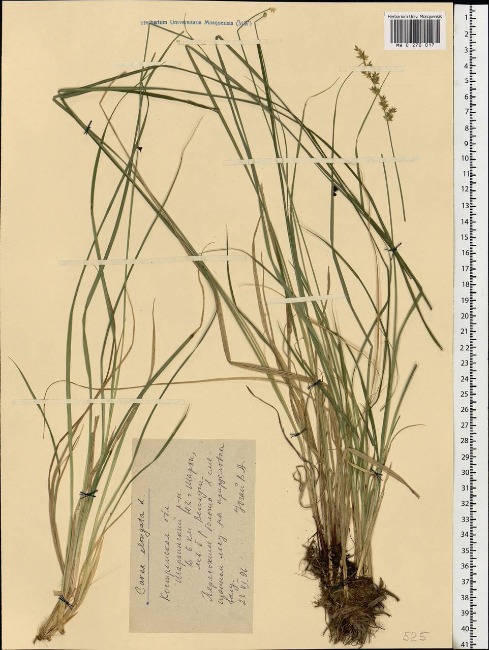 Carex elongata L., Eastern Europe, Central forest region (E5) (Russia)