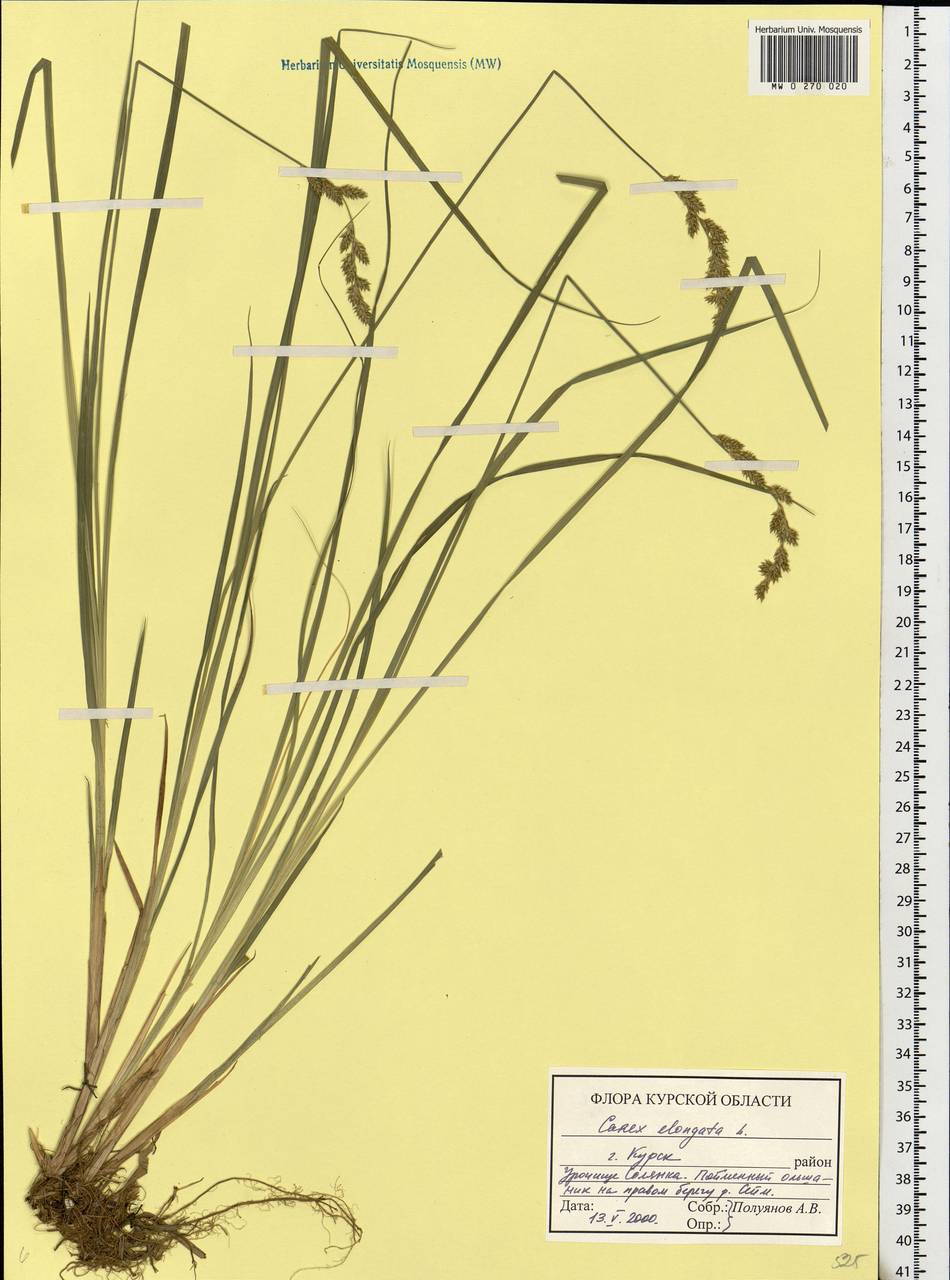 Carex elongata L., Eastern Europe, Central forest-and-steppe region (E6) (Russia)