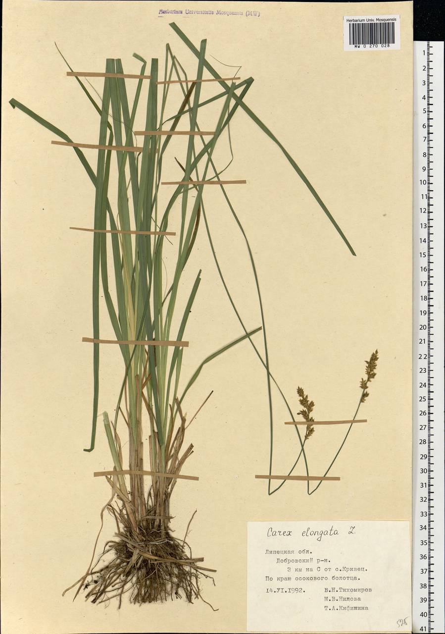 Carex elongata L., Eastern Europe, Central forest-and-steppe region (E6) (Russia)