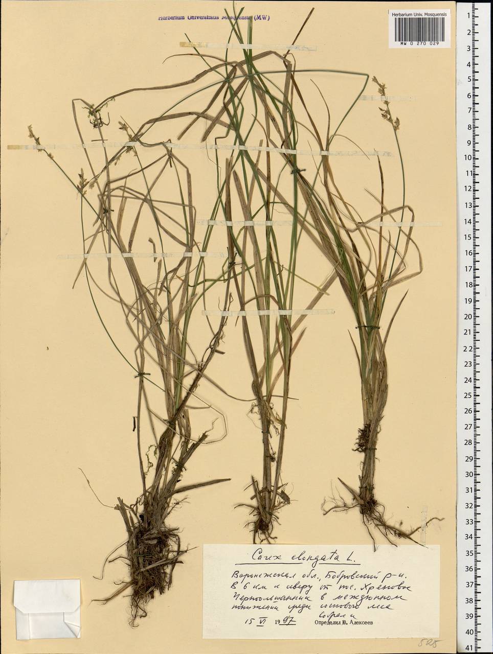 Carex elongata L., Eastern Europe, Central forest-and-steppe region (E6) (Russia)