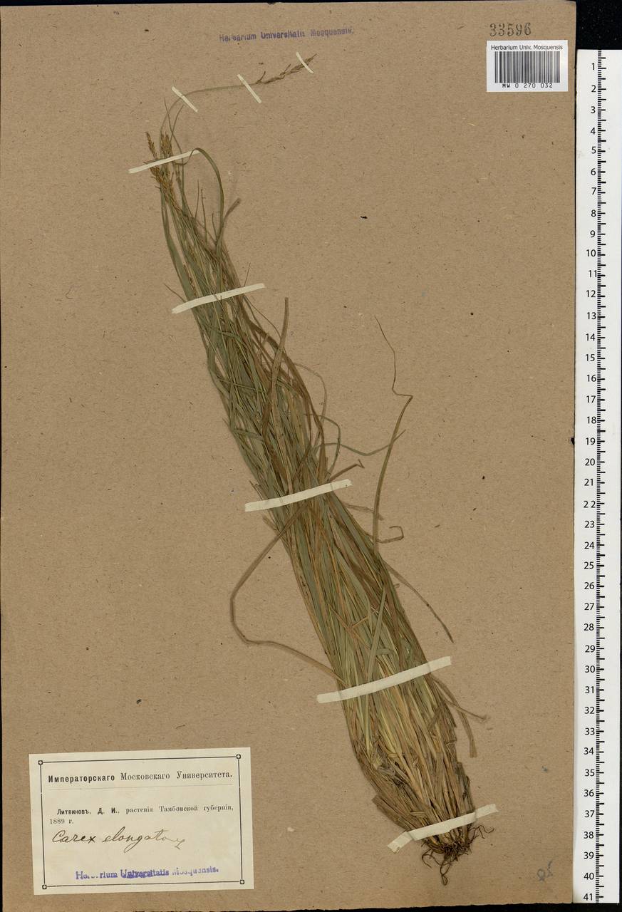 Carex elongata L., Eastern Europe, Central forest-and-steppe region (E6) (Russia)