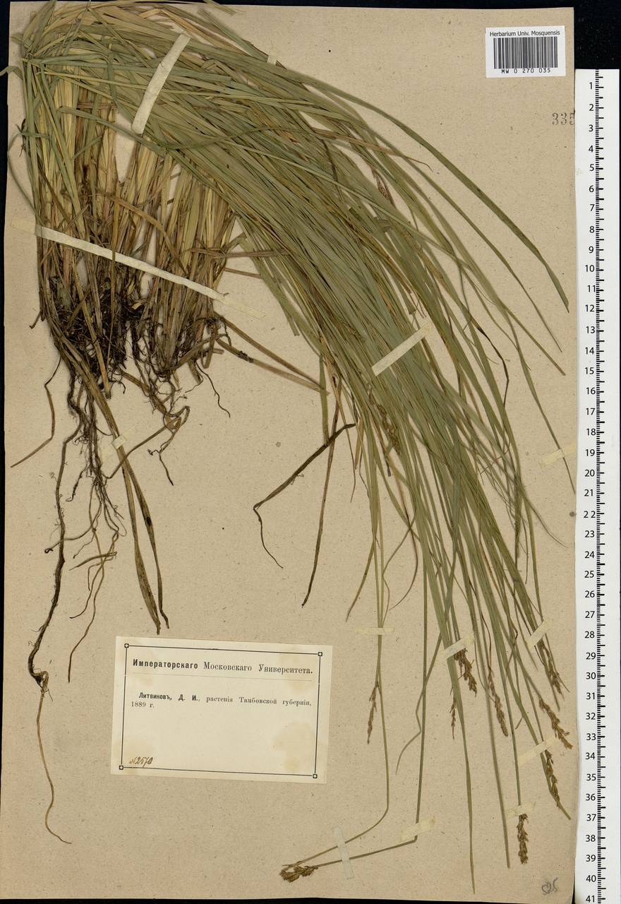 Carex elongata L., Eastern Europe, Central forest-and-steppe region (E6) (Russia)