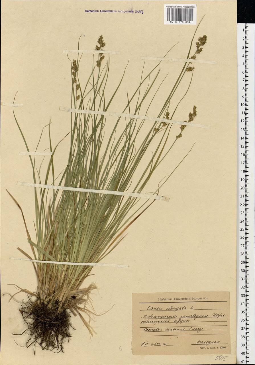 Carex elongata L., Eastern Europe, Central forest-and-steppe region (E6) (Russia)