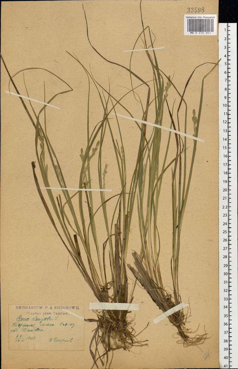 Carex elongata L., Eastern Europe, Central forest-and-steppe region (E6) (Russia)