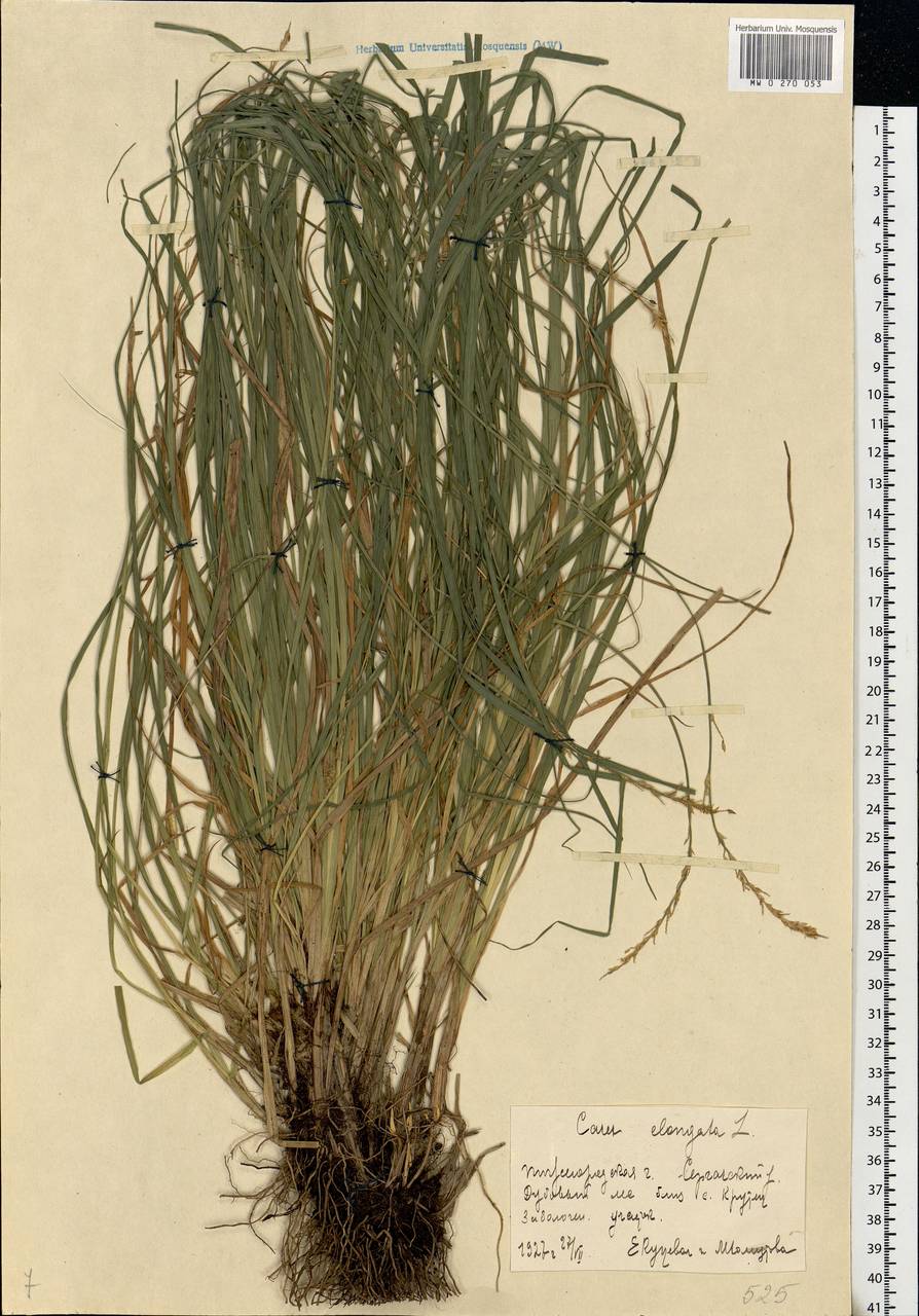 Carex elongata L., Eastern Europe, Volga-Kama region (E7) (Russia)
