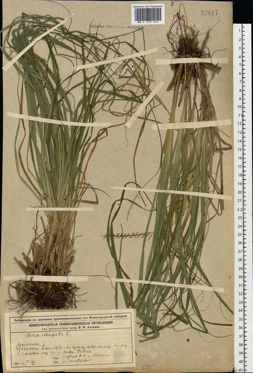 Carex elongata L., Eastern Europe, Volga-Kama region (E7) (Russia)