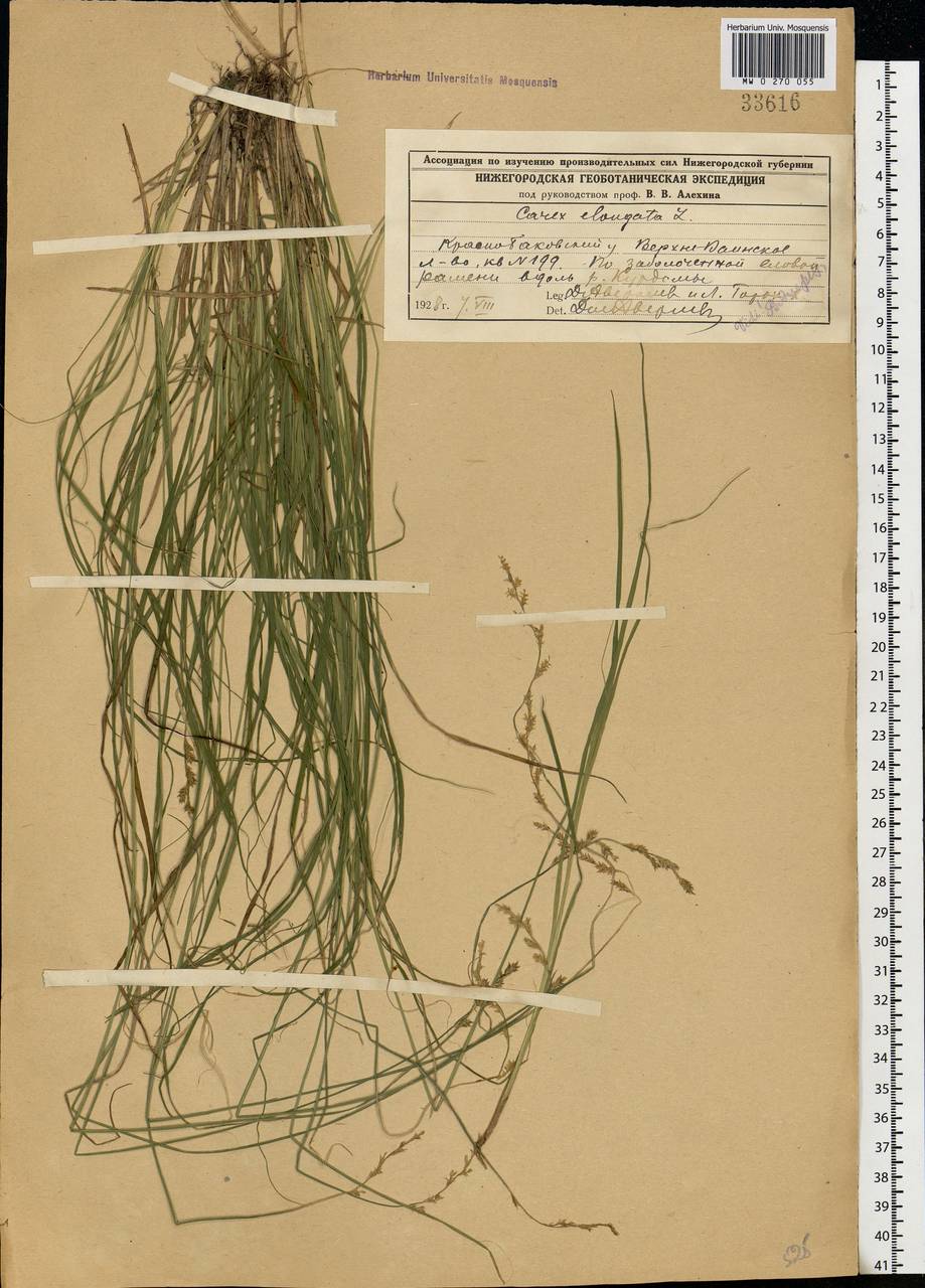 Carex elongata L., Eastern Europe, Volga-Kama region (E7) (Russia)