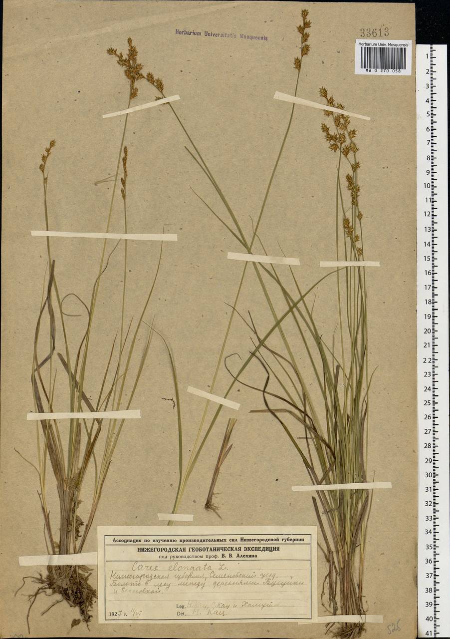 Carex elongata L., Eastern Europe, Volga-Kama region (E7) (Russia)