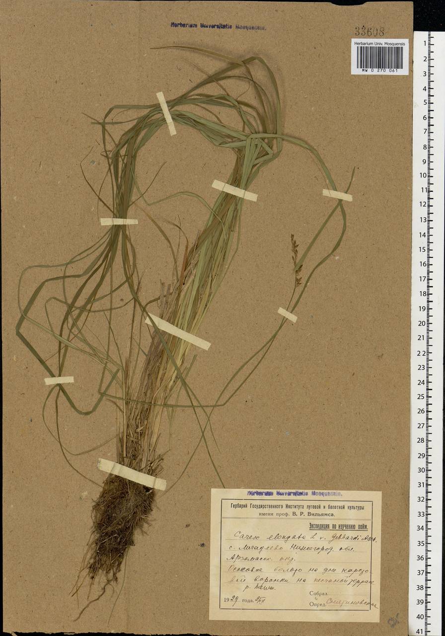Carex elongata L., Eastern Europe, Volga-Kama region (E7) (Russia)