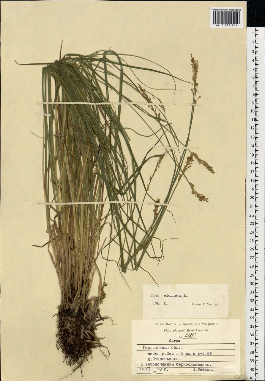Carex elongata L., Eastern Europe, Volga-Kama region (E7) (Russia)