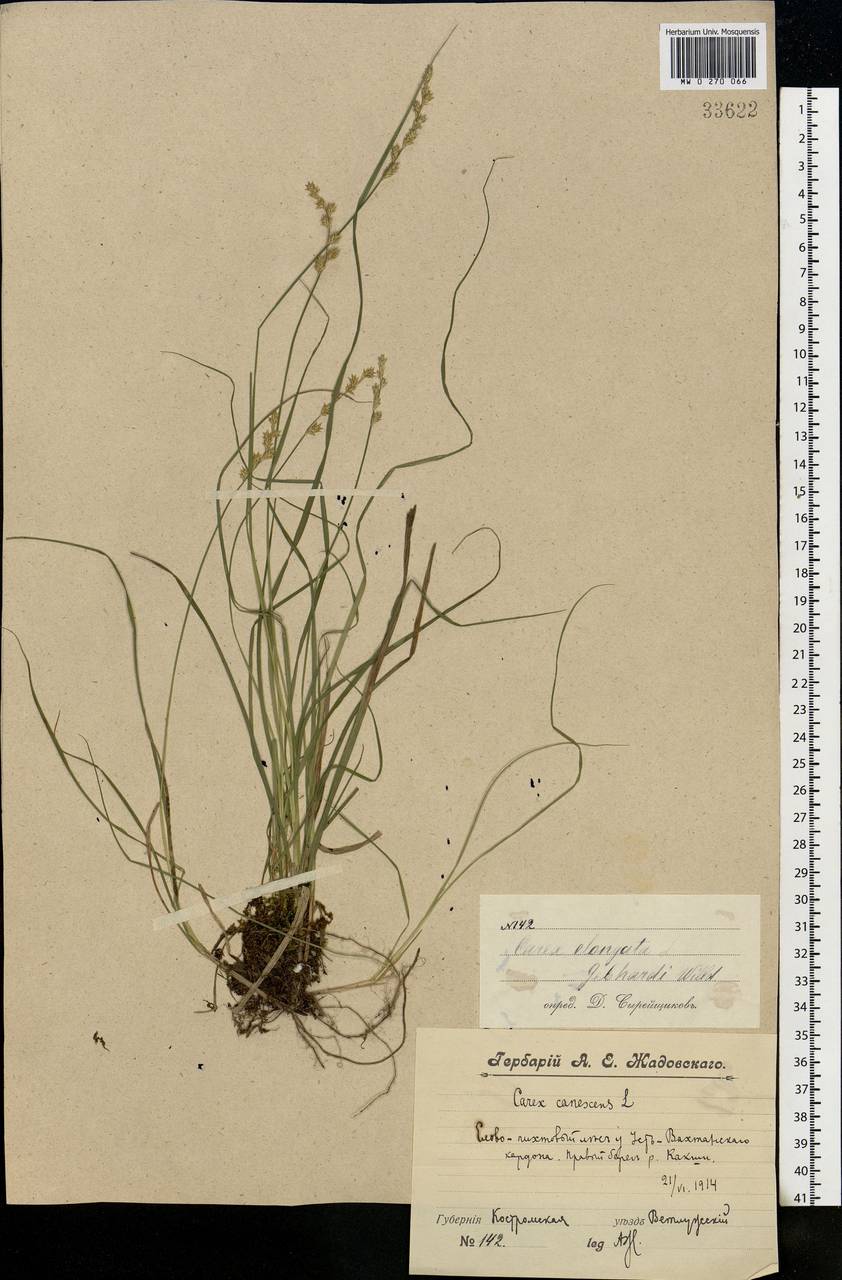 Carex elongata L., Eastern Europe, Volga-Kama region (E7) (Russia)