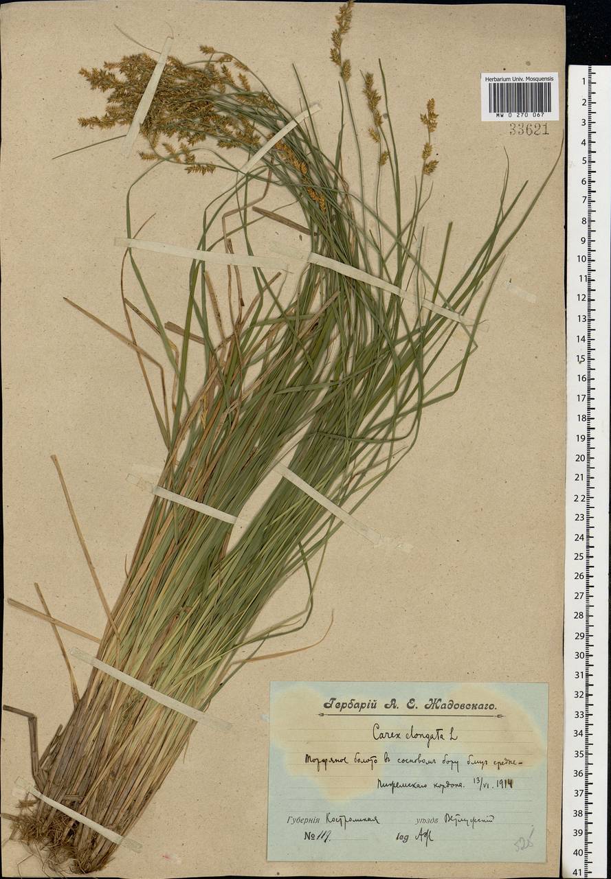 Carex elongata L., Eastern Europe, Volga-Kama region (E7) (Russia)