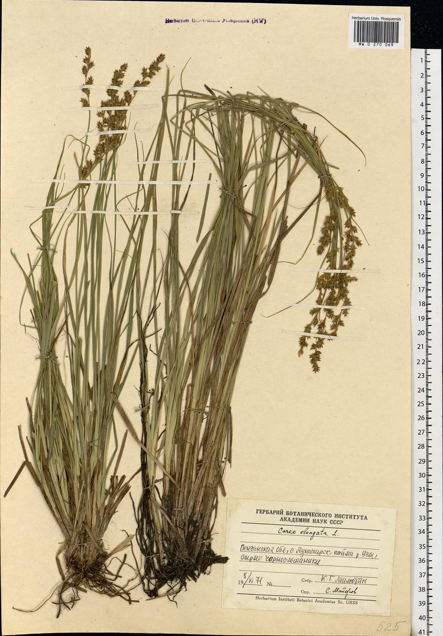 Carex elongata L., Eastern Europe, Middle Volga region (E8) (Russia)