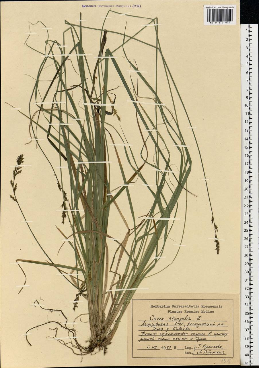 Carex elongata L., Eastern Europe, Middle Volga region (E8) (Russia)