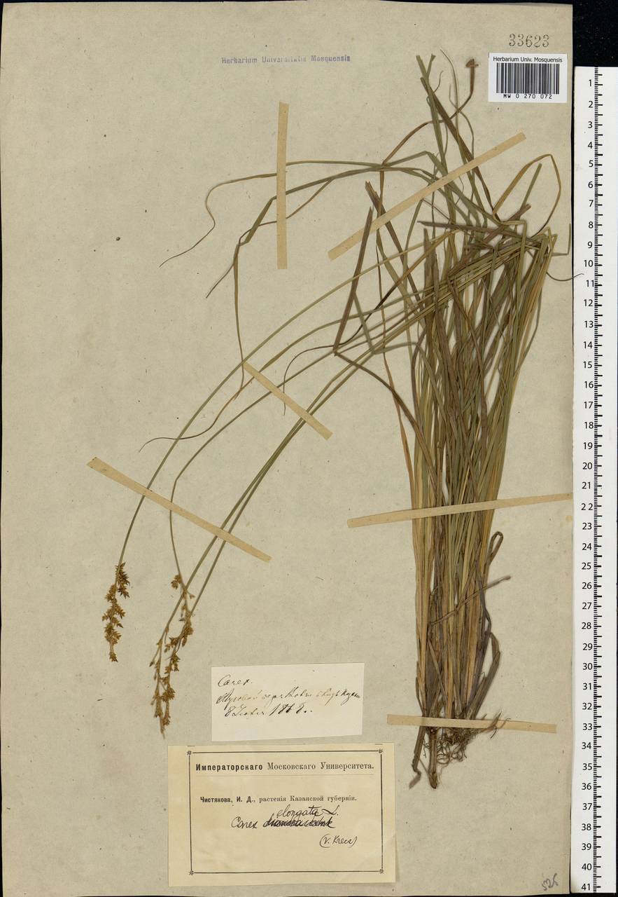 Carex elongata L., Eastern Europe, Middle Volga region (E8) (Russia)