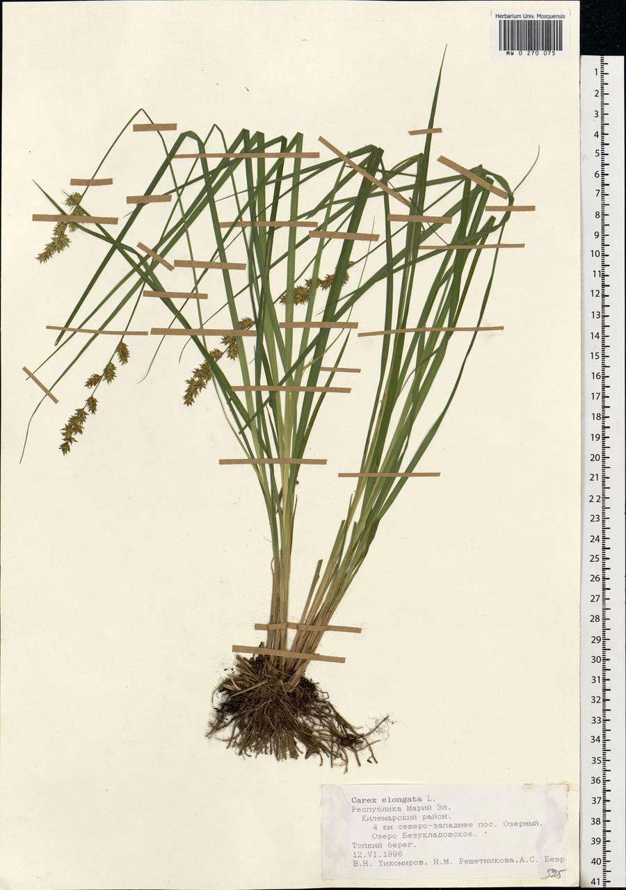 Carex elongata L., Eastern Europe, Middle Volga region (E8) (Russia)