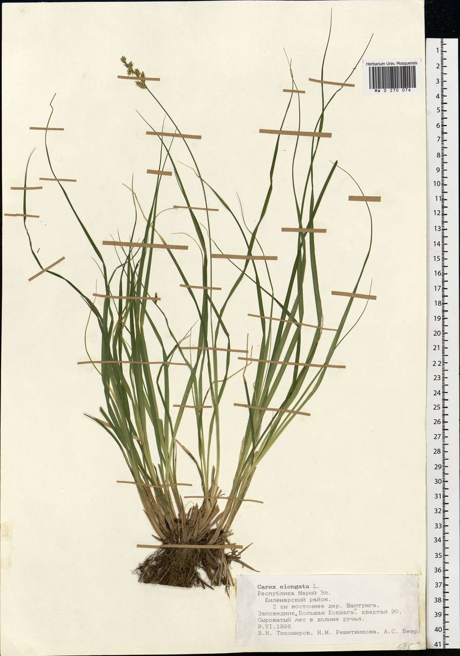 Carex elongata L., Eastern Europe, Middle Volga region (E8) (Russia)