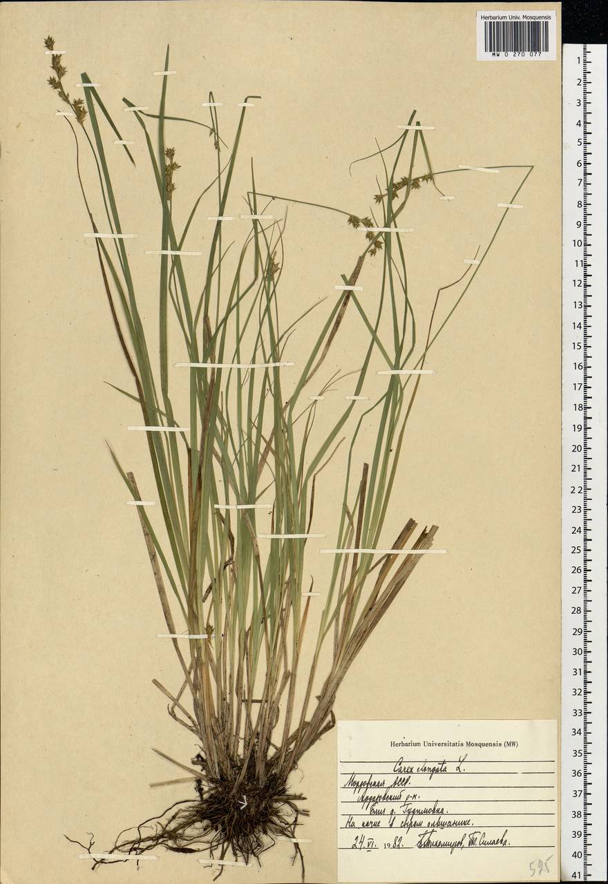 Carex elongata L., Eastern Europe, Middle Volga region (E8) (Russia)
