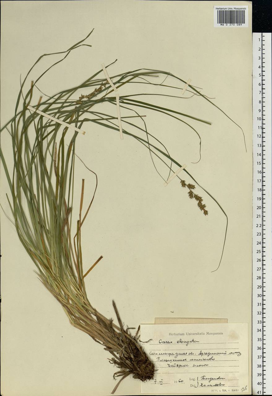 Carex elongata L., Eastern Europe, Lower Volga region (E9) (Russia)
