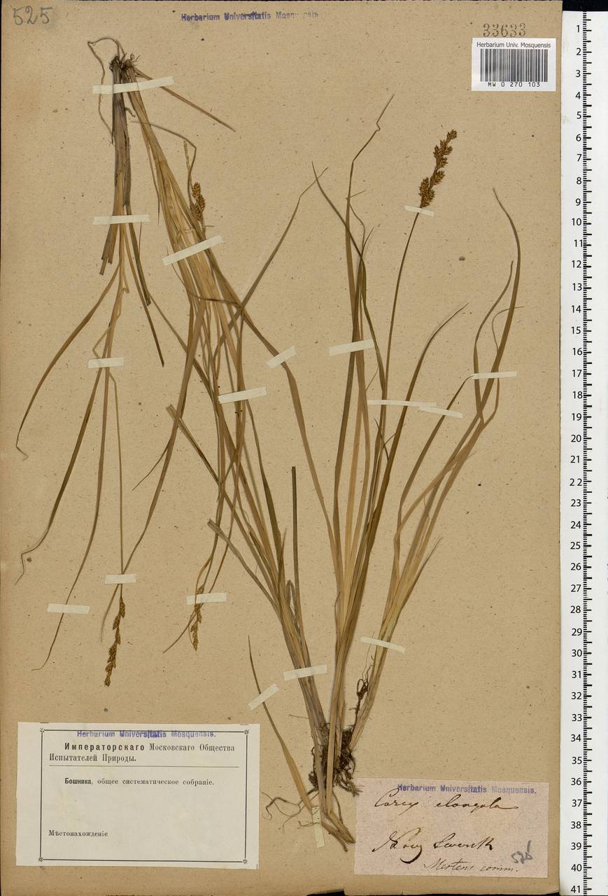 Carex elongata L., Eastern Europe, North Ukrainian region (E11) (Ukraine)