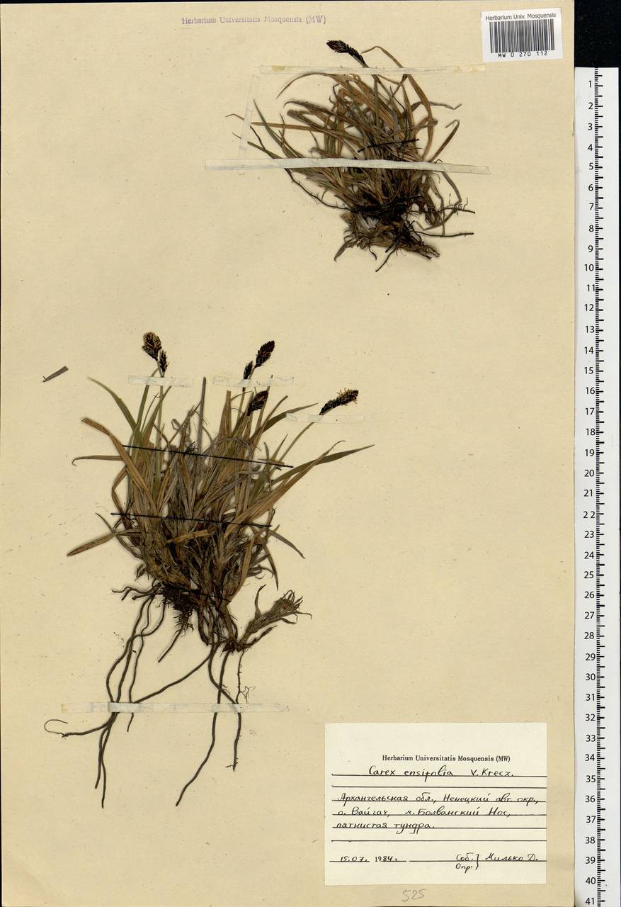 Carex bigelowii subsp. ensifolia (Turcz. ex Gorodkov) Holub, Eastern Europe, Northern region (E1) (Russia)