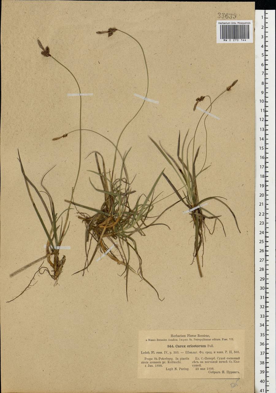 Carex ericetorum Pollich, Eastern Europe, North-Western region (E2) (Russia)