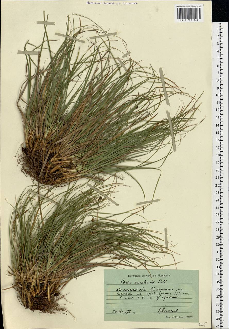 Carex ericetorum Pollich, Eastern Europe, North-Western region (E2) (Russia)