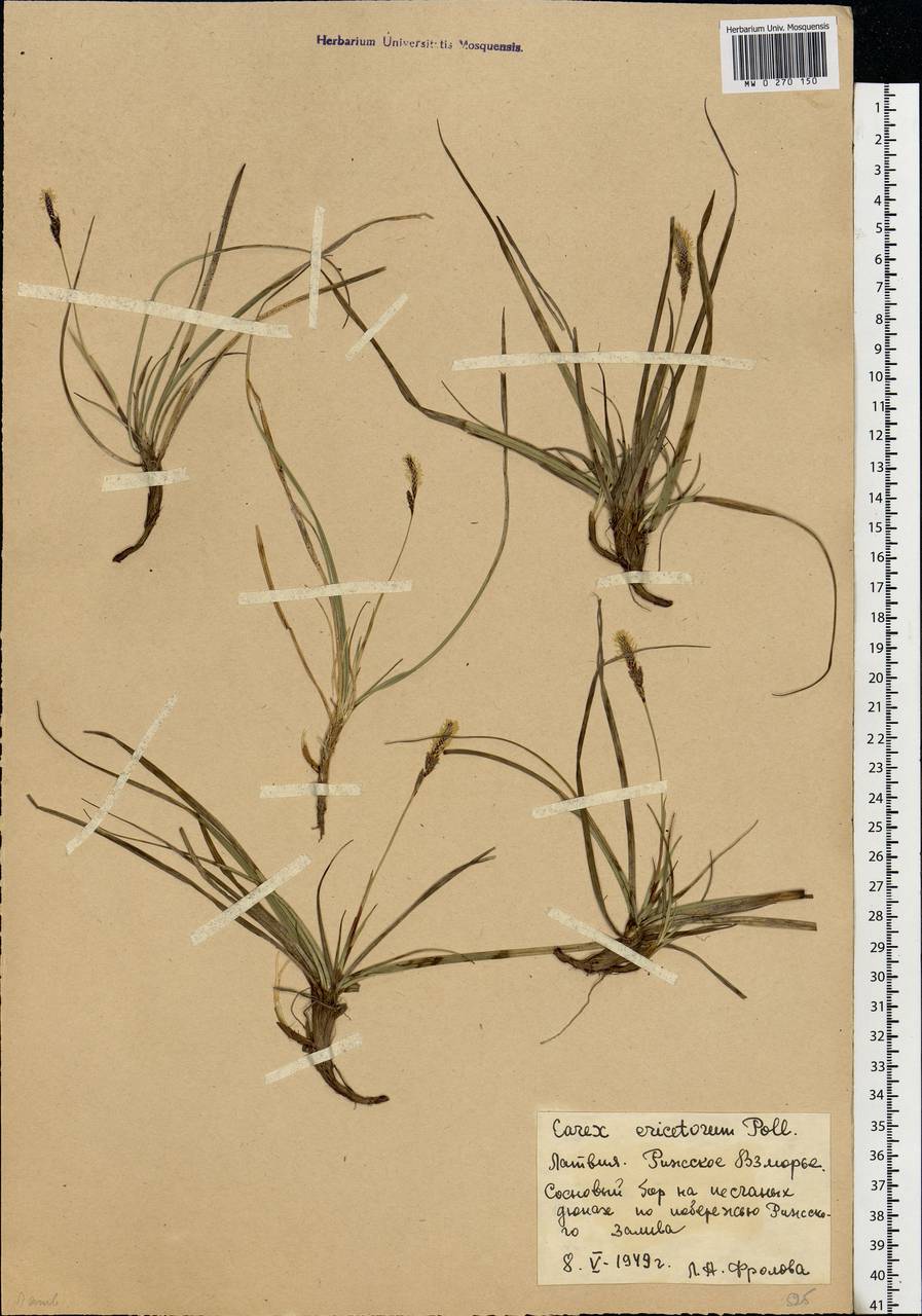 Carex ericetorum Pollich, Eastern Europe, Latvia (E2b) (Latvia)