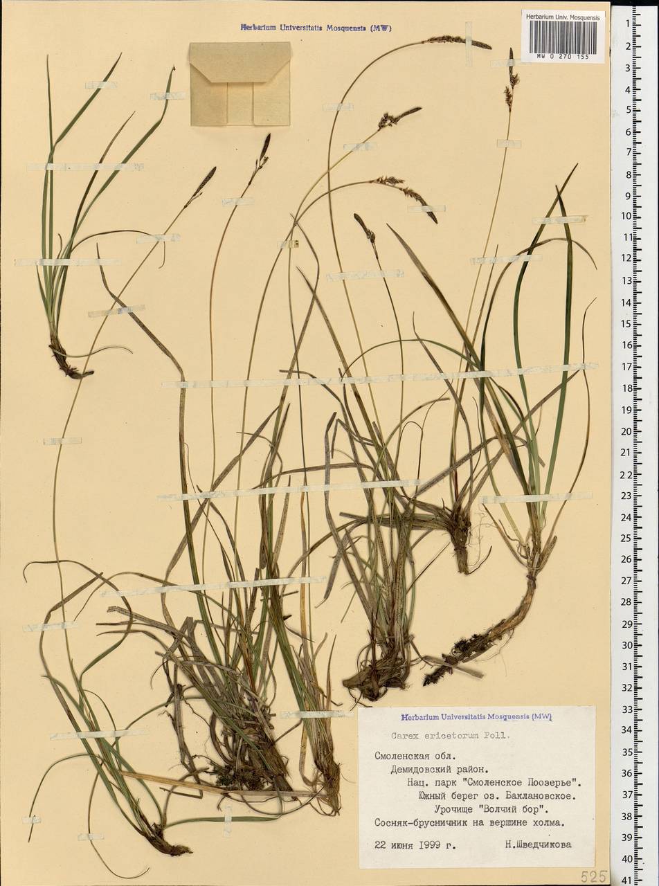 Carex ericetorum Pollich, Eastern Europe, Western region (E3) (Russia)