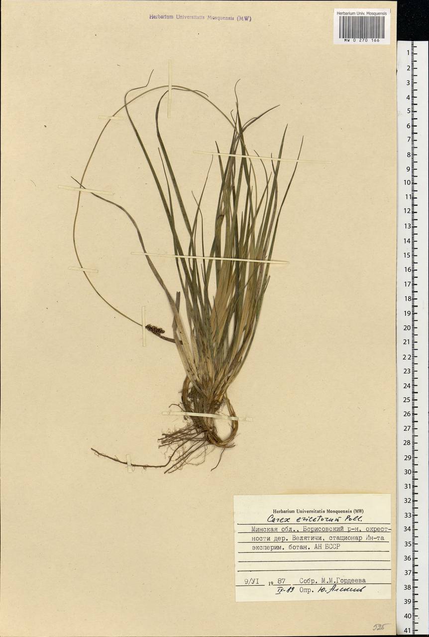 Carex ericetorum Pollich, Eastern Europe, Belarus (E3a) (Belarus)
