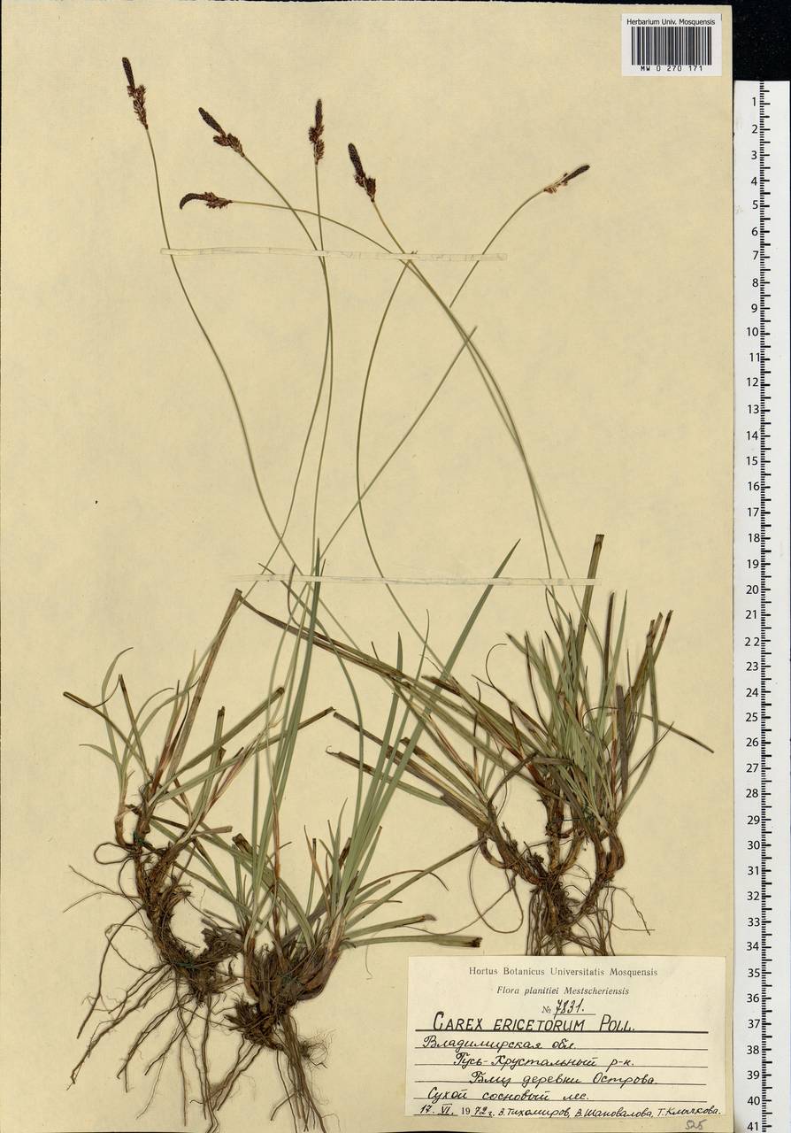 Carex ericetorum Pollich, Eastern Europe, Central region (E4) (Russia)