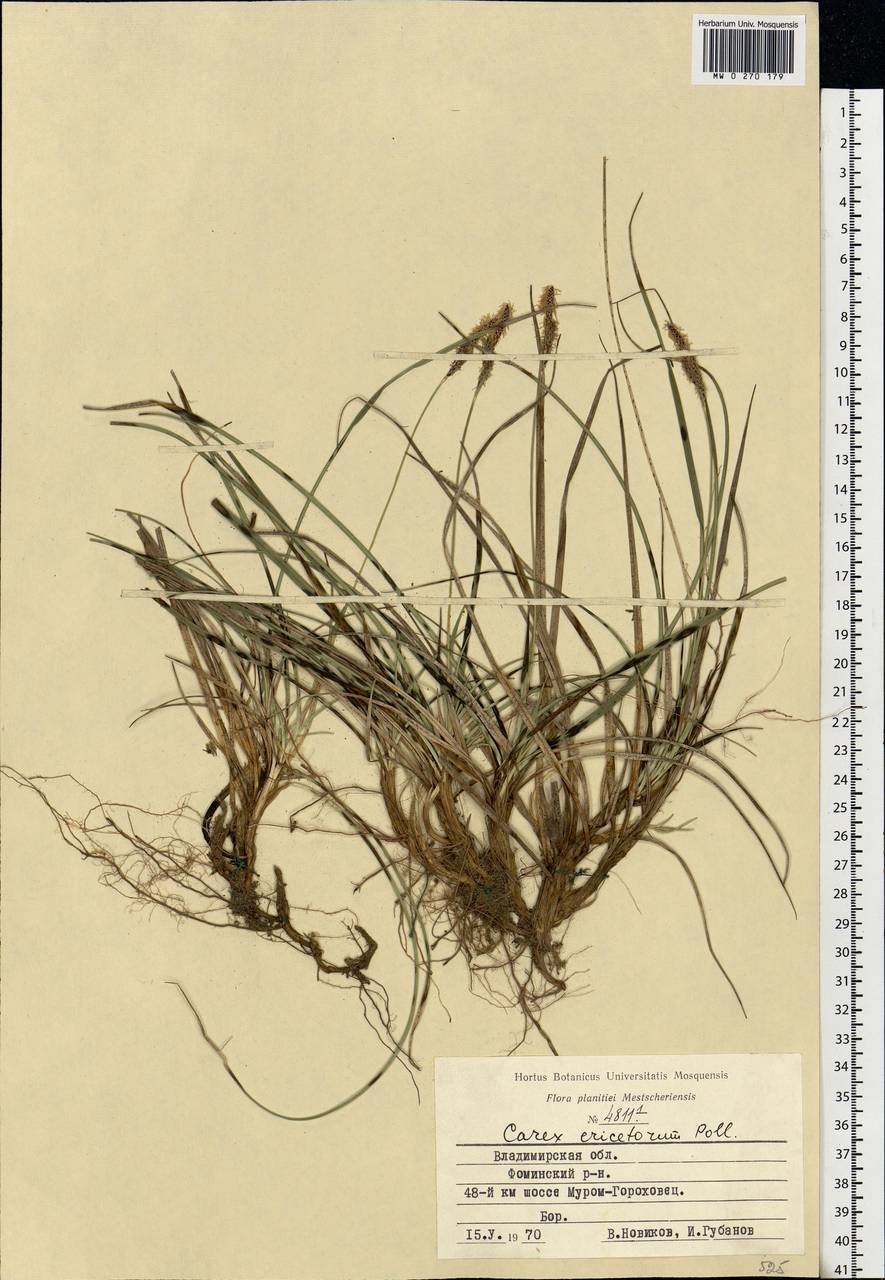 Carex ericetorum Pollich, Eastern Europe, Central region (E4) (Russia)